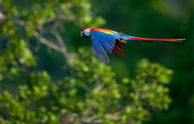Scarlet Macaw Flying CREDIT: Chris Packham